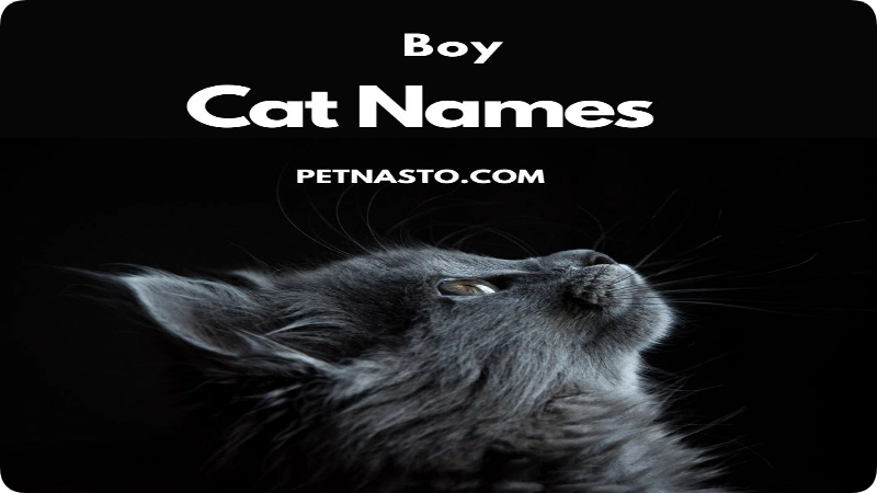 Girl Cat Names: 375+ Meanings & Ideas for 2026. 3 Boy Cat Names