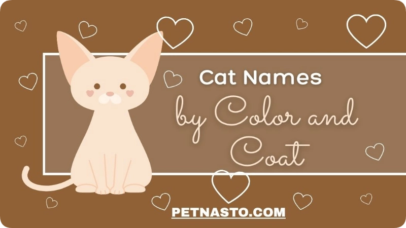 Girl Cat Names: 375+ Meanings & Ideas for 2026. 4 Cat Names by Color and Coat