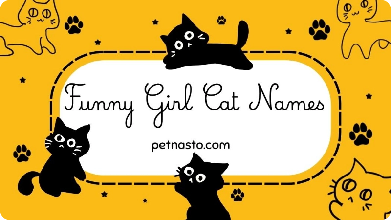 Funny Girl Cat Names