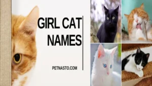 Girl Cat Names: 375+ Meanings & Ideas for 2026.