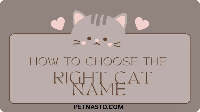 Girl Cat Names: 375+ Meanings & Ideas for 2026. 6 Royal and Luxury Cat Names