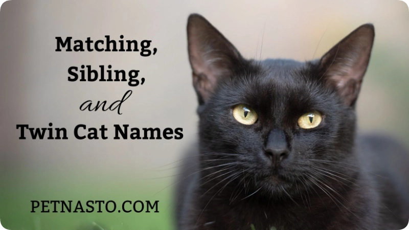 Matching, Sibling, and Twin Cat Names