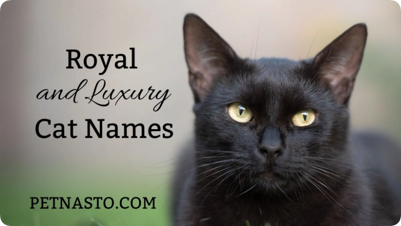 Girl Cat Names: 375+ Meanings & Ideas for 2026. 5 Royal and Luxury Cat Names